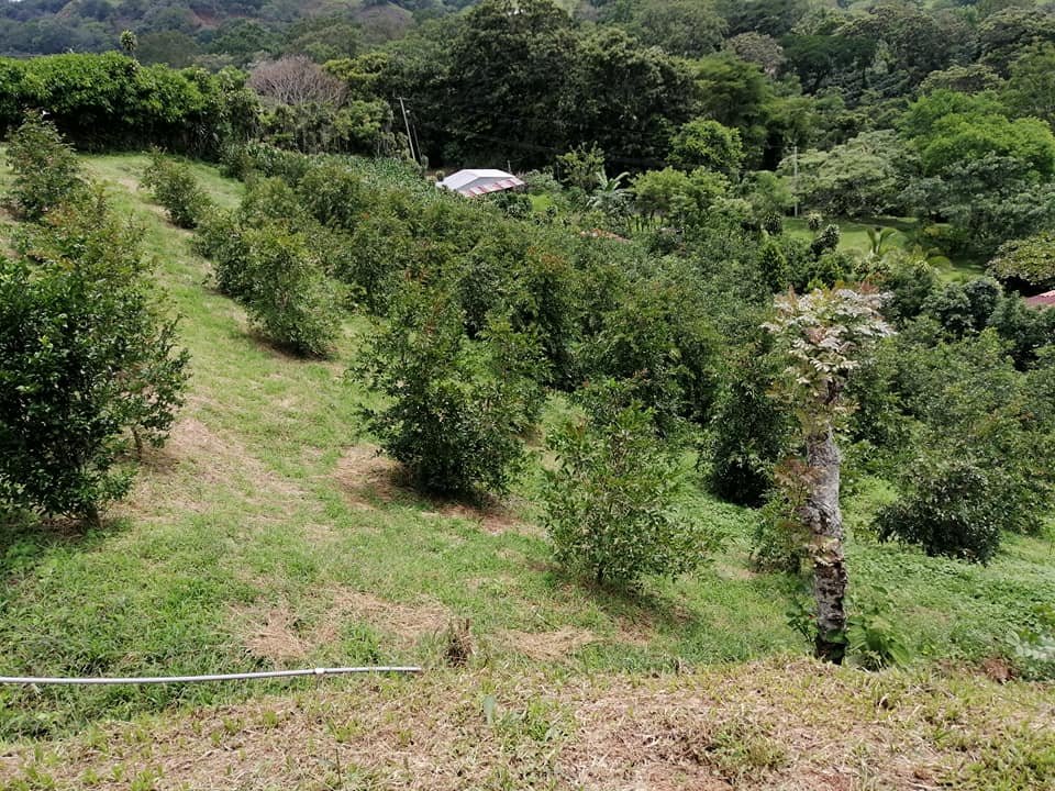 Vendo propiedad en jarazal de puriscal 1 km del parque ₡18.000 el metro cuadrado