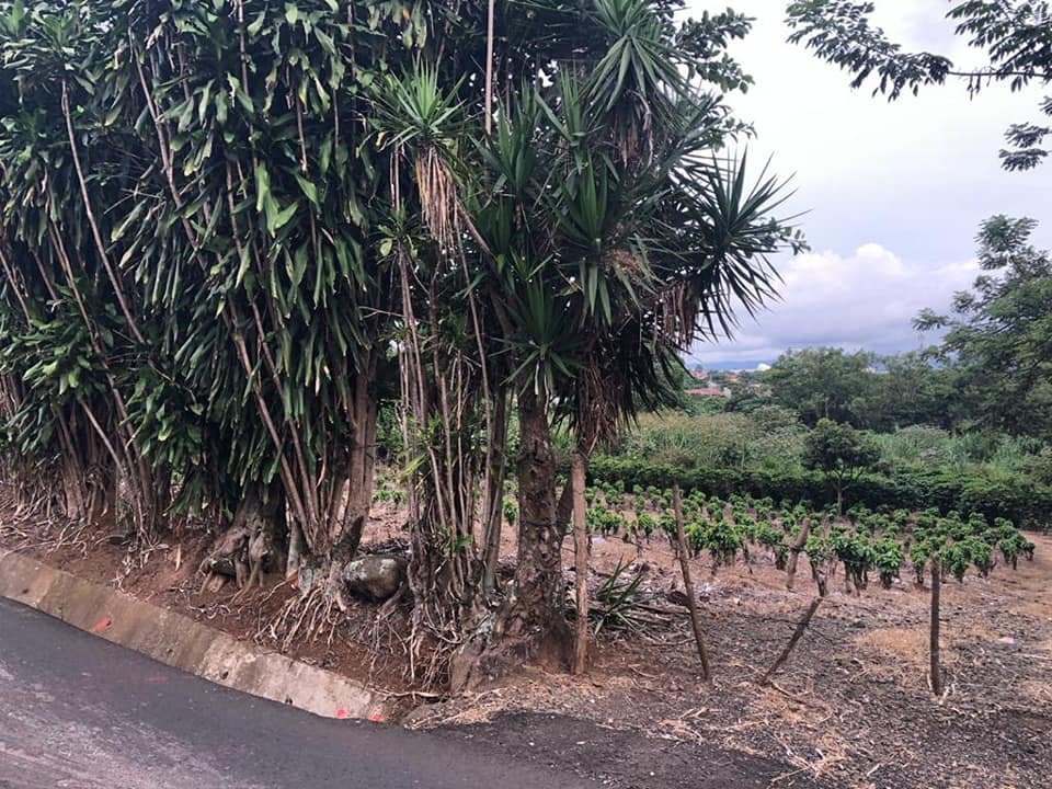 Venta de lote ₡40.000 por metro cuadrado, Flores Heredia