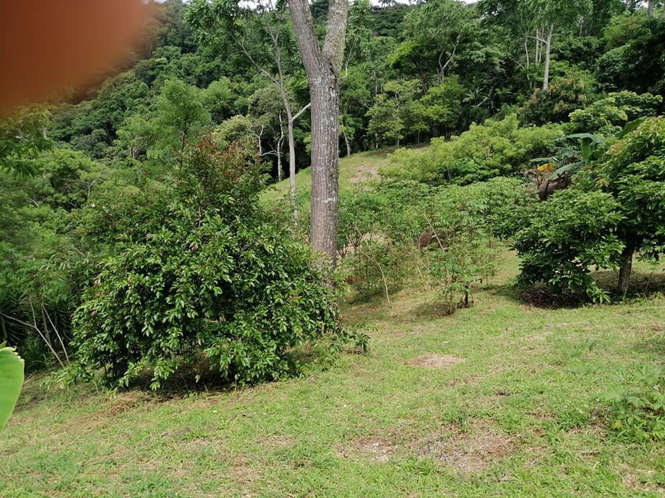 Vendo propiedad en jarazal de puriscal 1 km del parque ₡18.000 el metro cuadrado