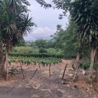 Venta de lote ₡40.000 por metro cuadrado, Flores Heredia